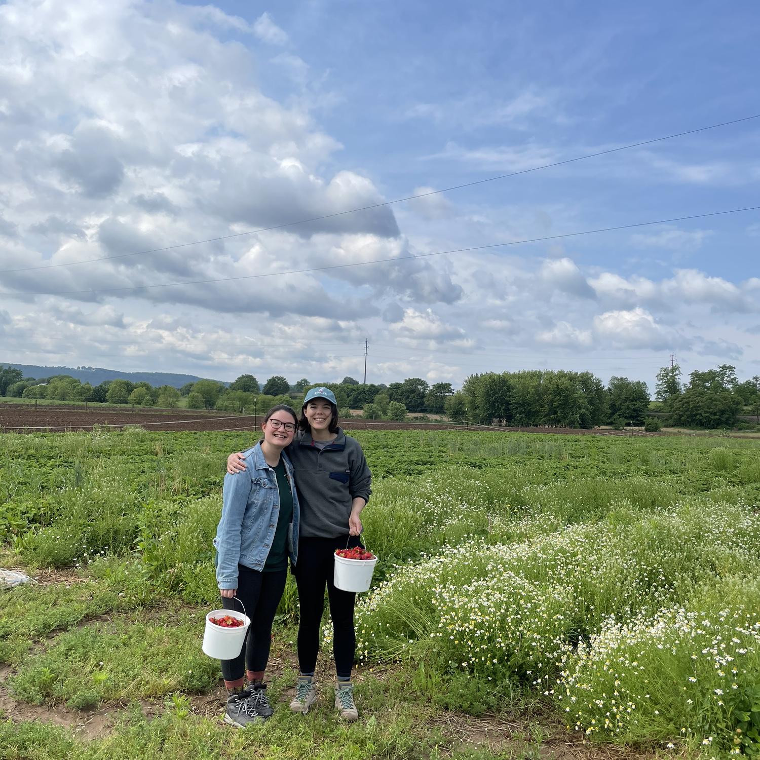 Strawberry picking in PA 🍓