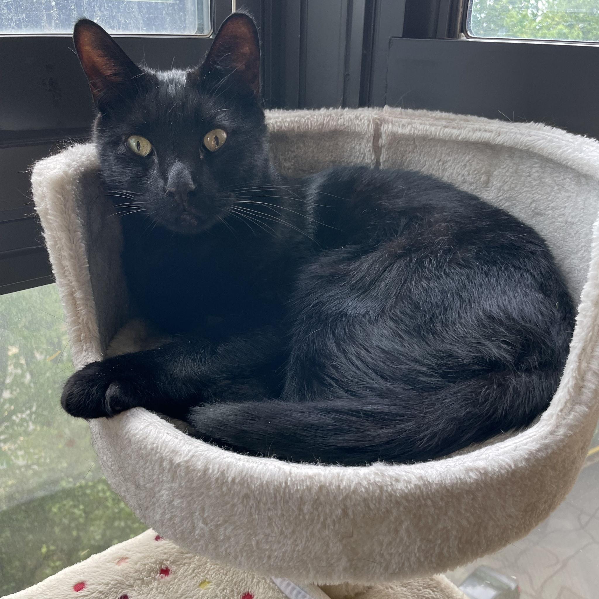 Best Friend, Lewy. RIP.