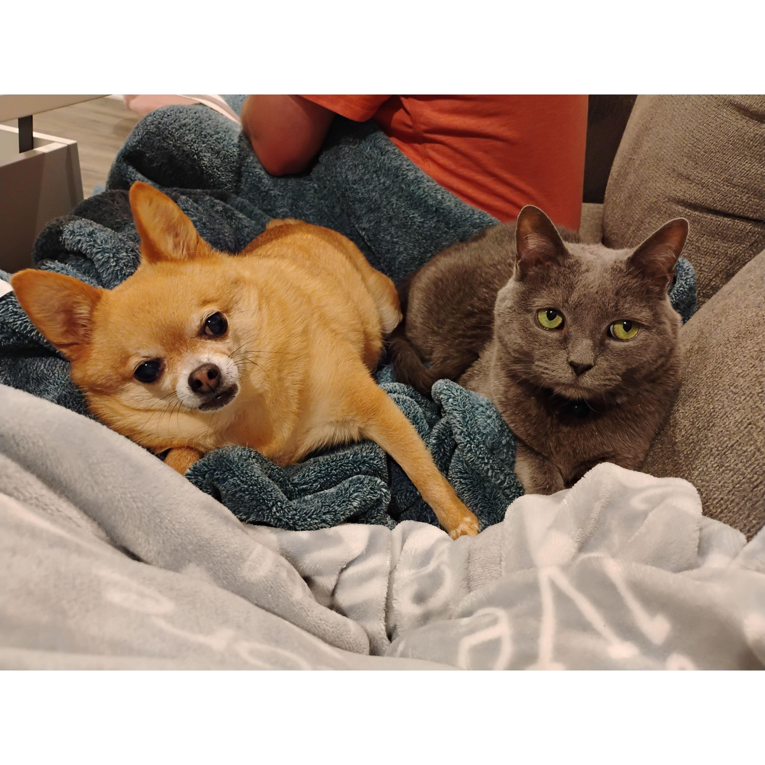 Chico and Tonka - Sons