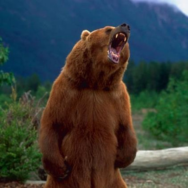 Pedro will fight a bear for you