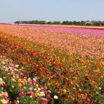 Flower Fields