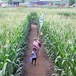Cherry Crest Adventure Farm