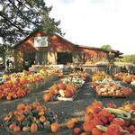 Go to a Pumpkin Patch!