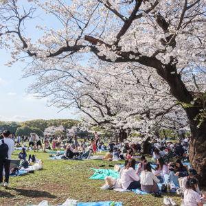 Sumida Park Picnic
