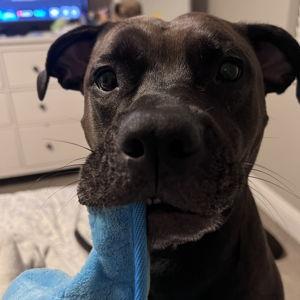 Macy's Pet Toy Fund