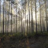 Lake George State Forest
