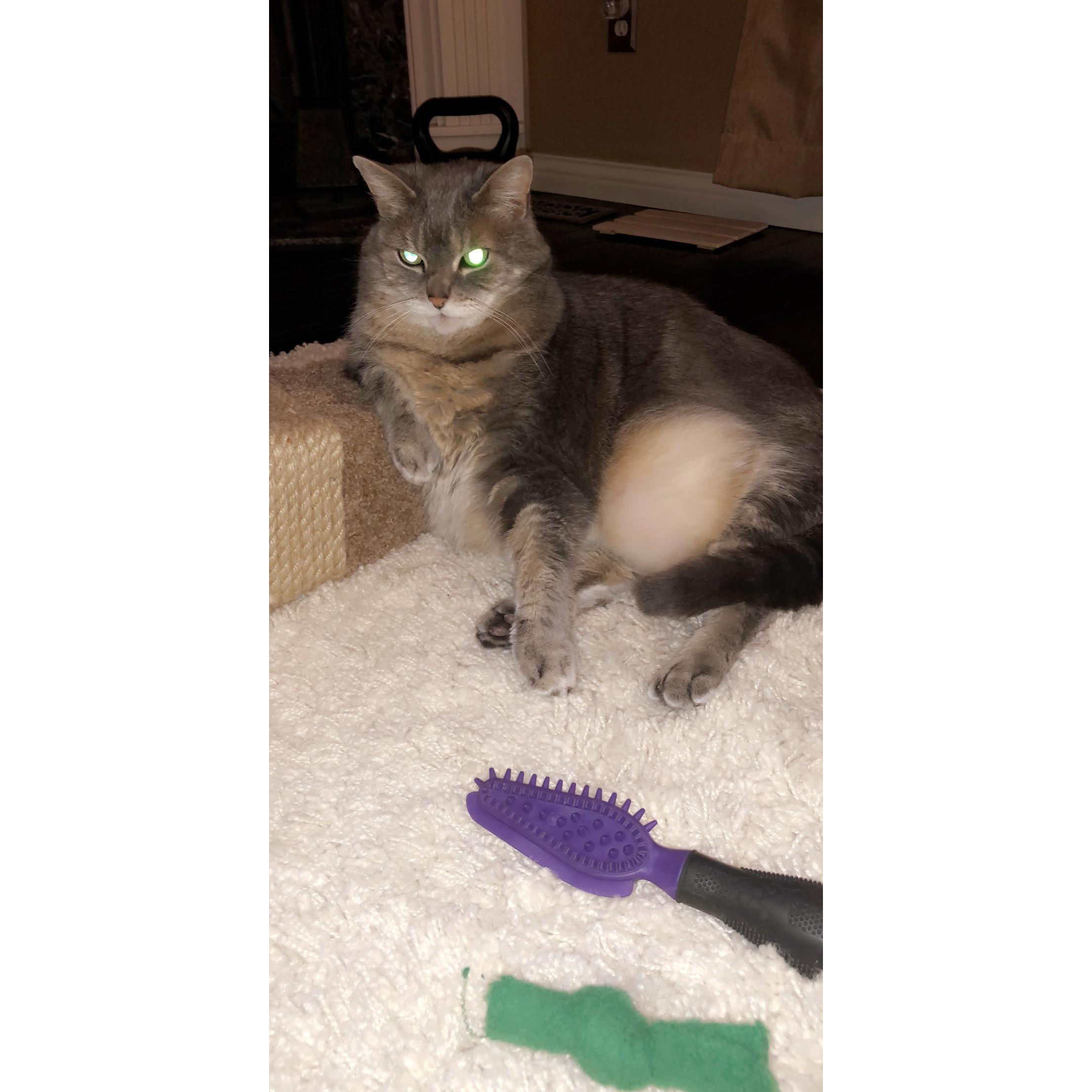 Our sweet girl Peanut
