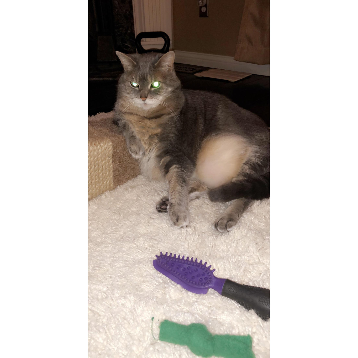 Our sweet girl Peanut