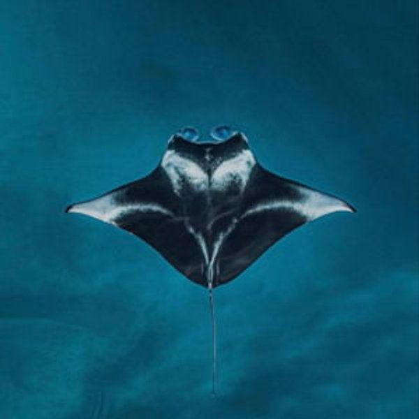 Night Snorkeling with the Manta Rays