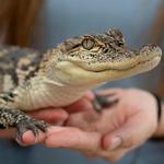 Gator Chateau