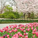 The Dallas Arboretum and Botanical Garden