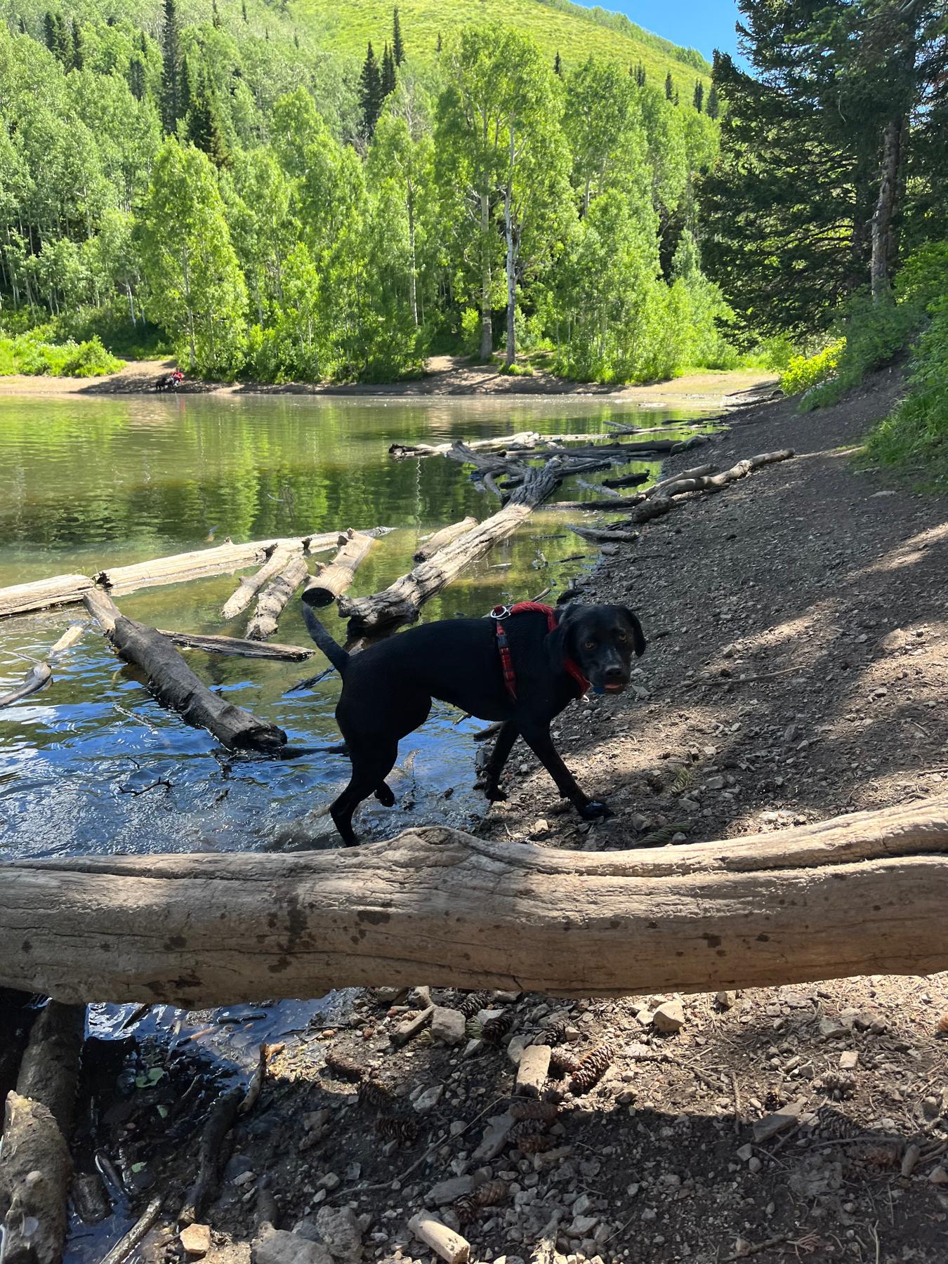 In Utah—taking KoKo on a hike to Dog Lake