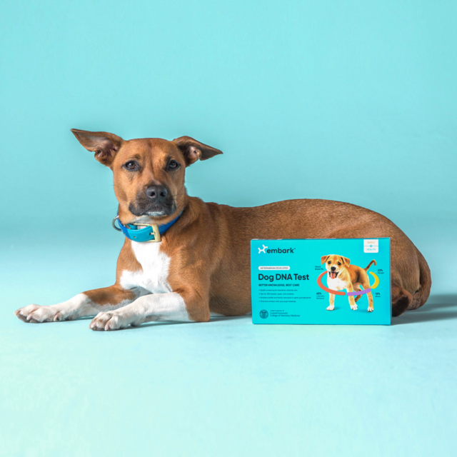 Embark dog DNA test kit for Raven