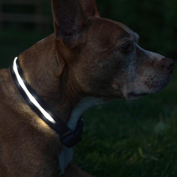 Blazin LED USB Rechargeable Nylon Dog Collar (Medium, black)