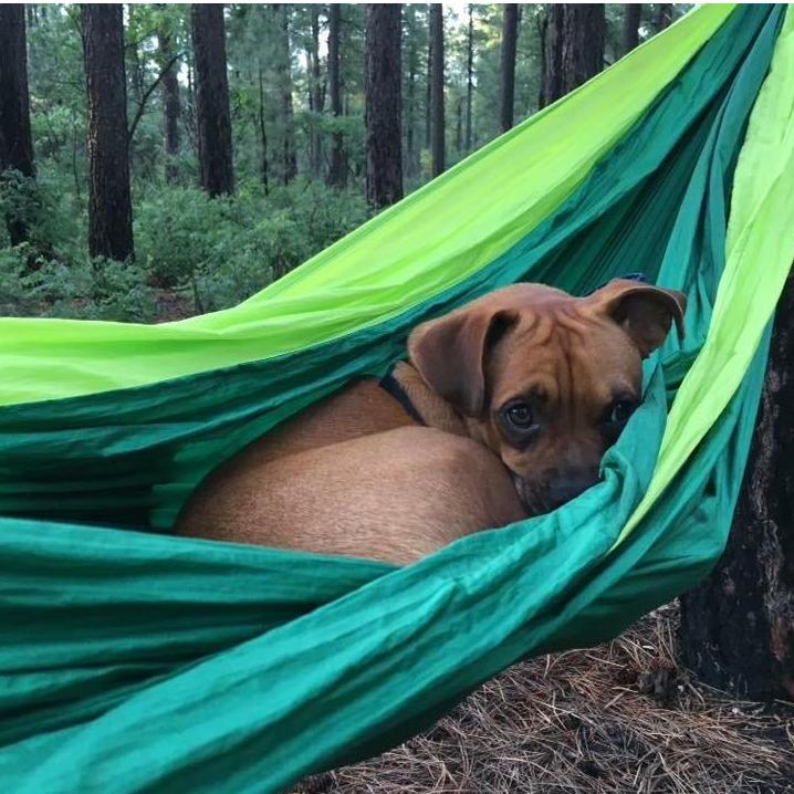 Darla loves to hammock