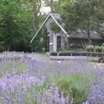 Cape Cod Lavender Farm