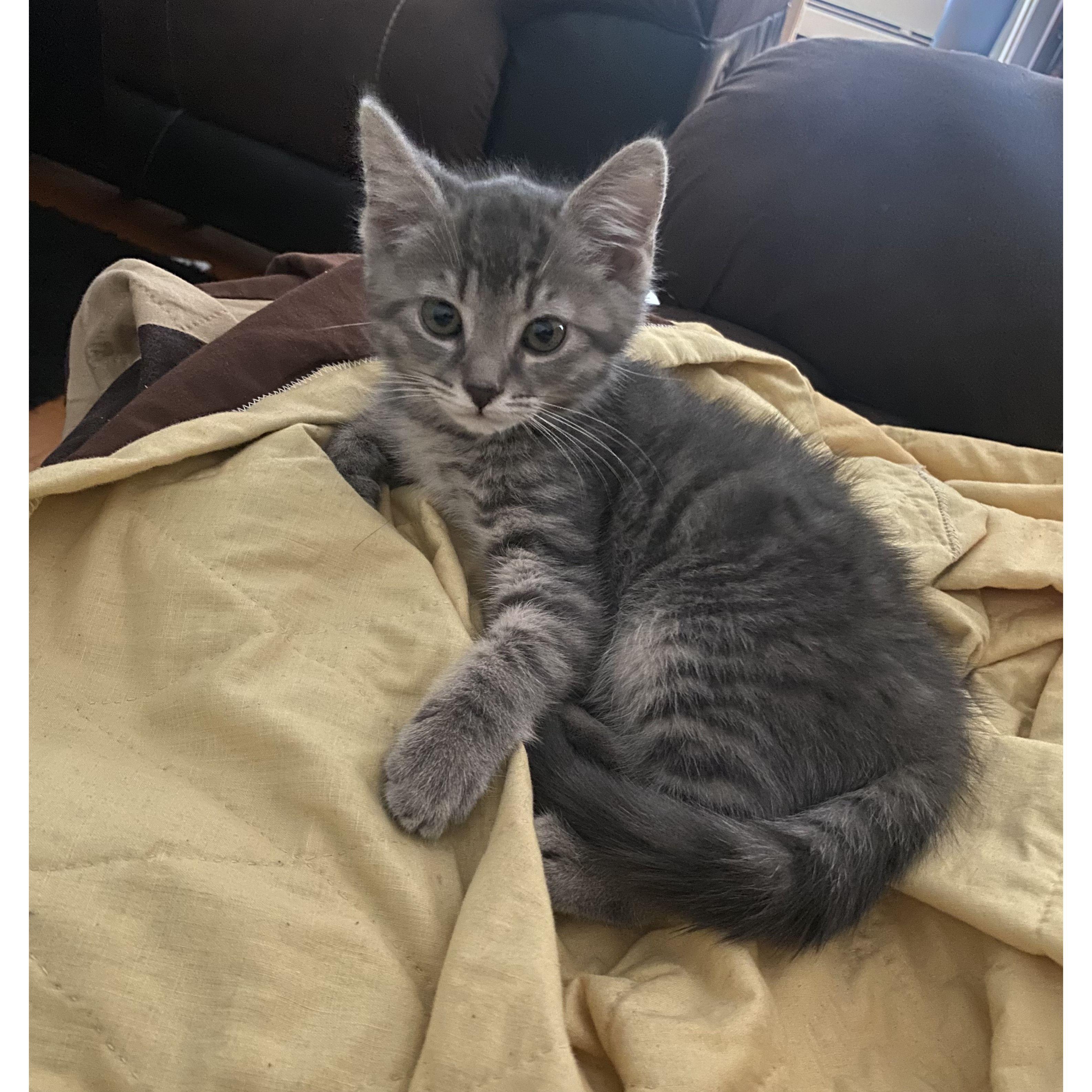 My graduation gift from Chase... sweet little Leo