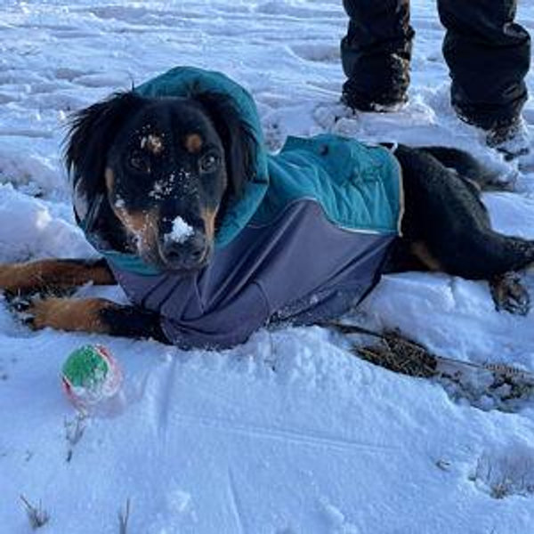 Our Pet Toy Fund