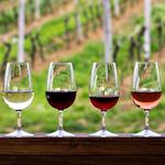 Winery - Fattoria di Fiorano