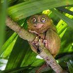 Philippine Tarsier Sanctuary