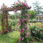 Malcolm Gross Rose Garden