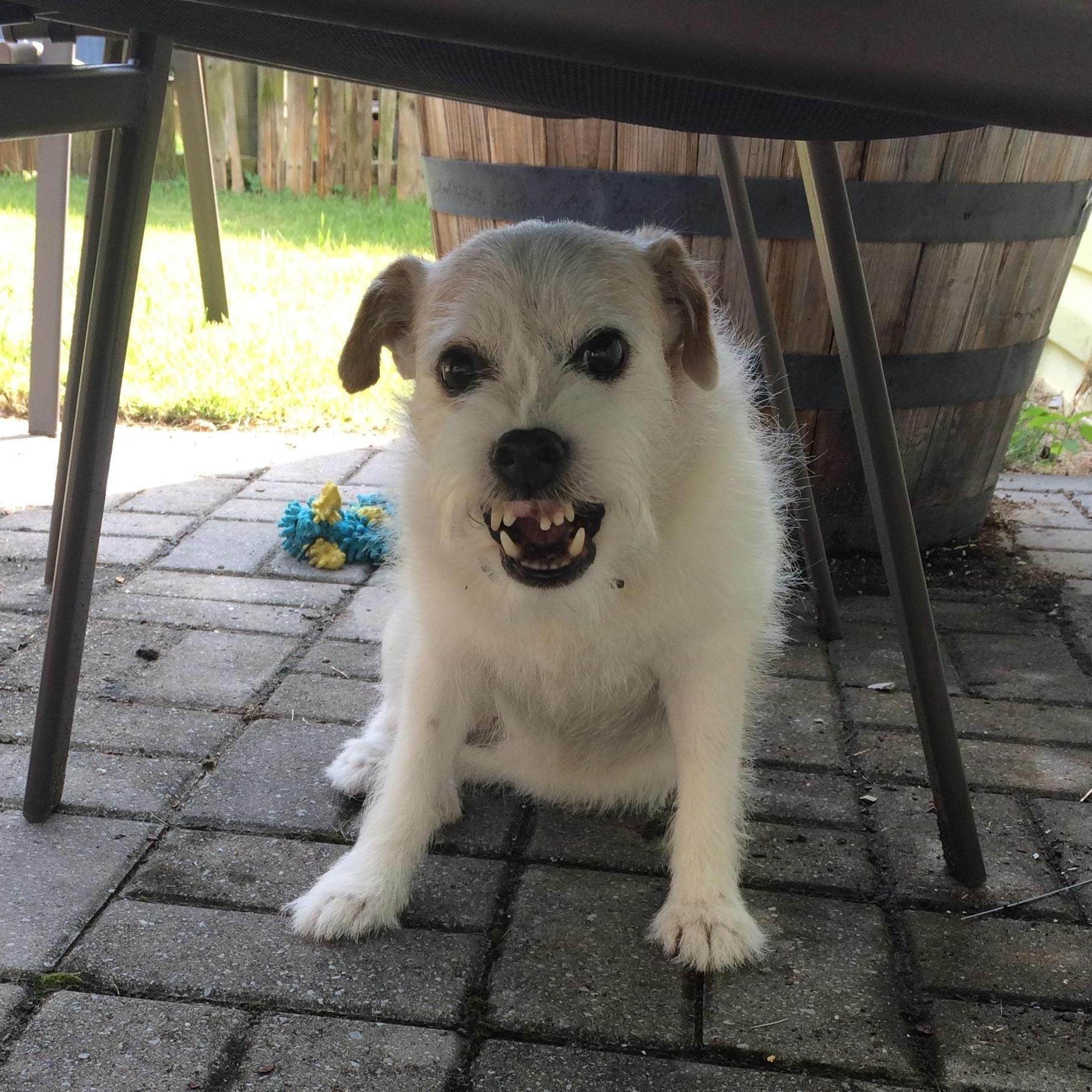 Our beloved sweet Hattie.
