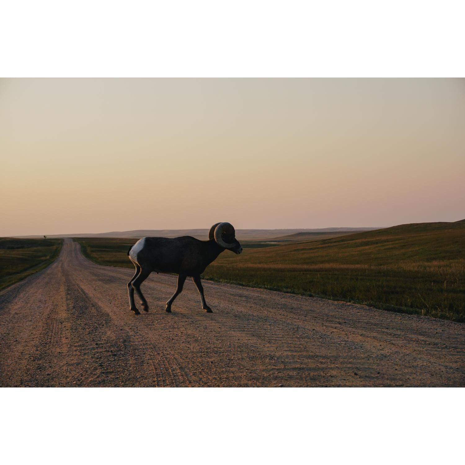 The Badlands had the most amazing wildlife spotting of the trip! We highly recommend visiting!