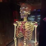 ANATOMY OF DEATH MUSEUM