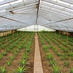 Plantação Ananases A Arruda: Pineapple Plantation