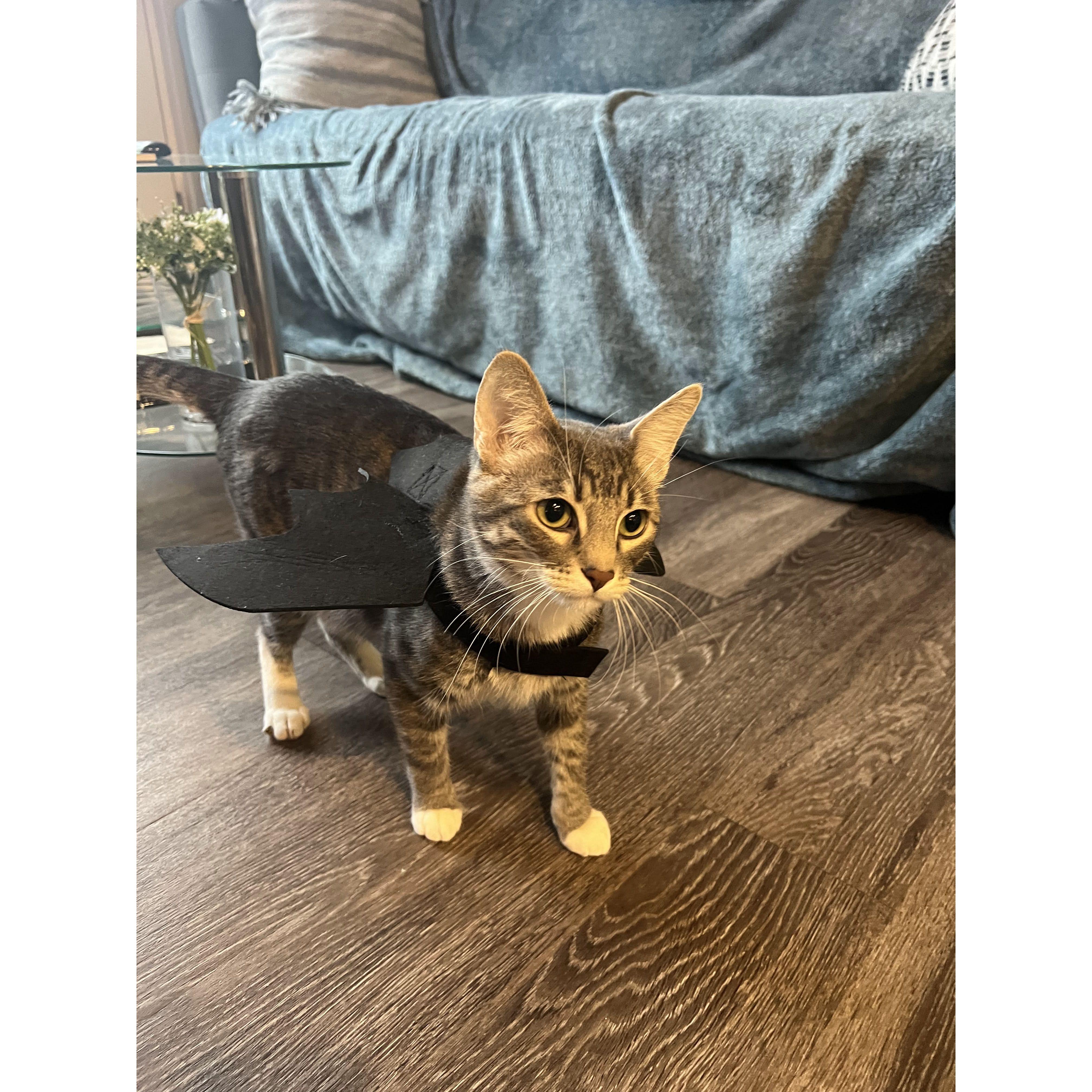 10/30/2024 | Forest in his Halloween costume, he is not a fan!