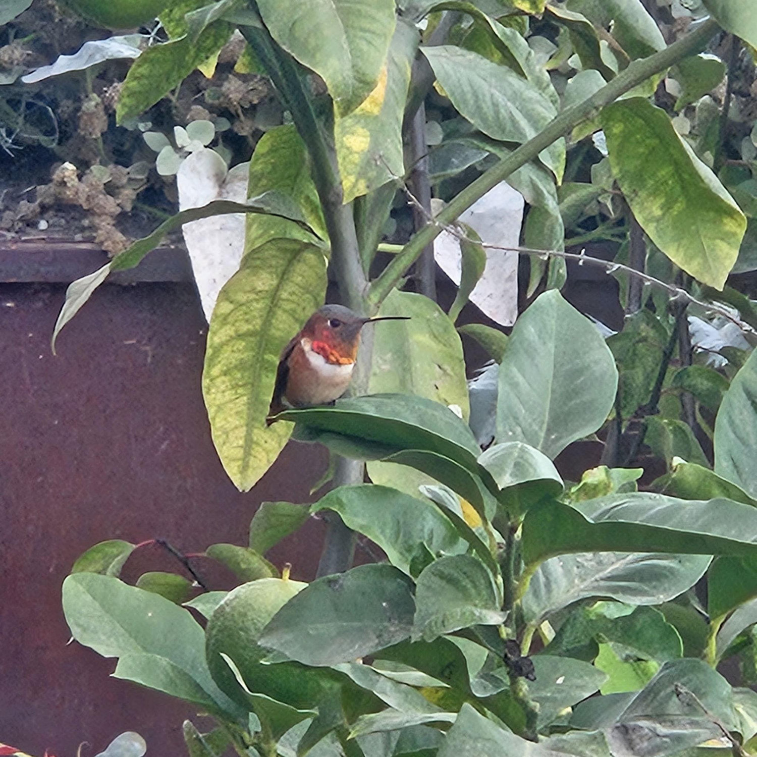 Hummingbird at Kevin and Alyssa's wedding