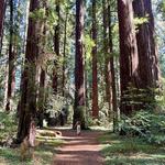 Hendy Woods State Park