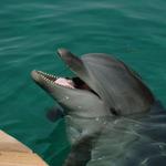 Florida Keys Swim with Dolphin Tours and Tickets