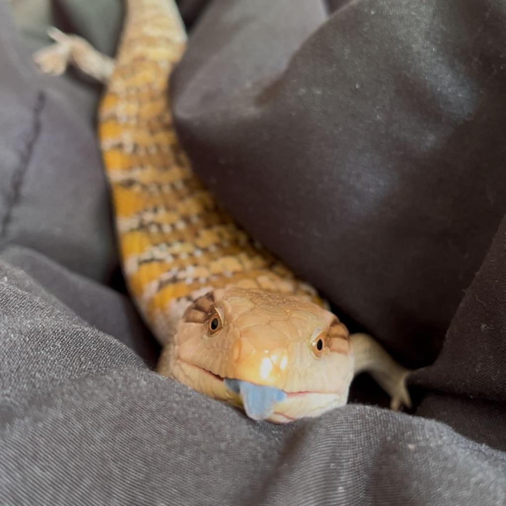 Our chill, slow-moving but fast-eating, blue-tongued skink, Tater Tot (Tate) Kreiling