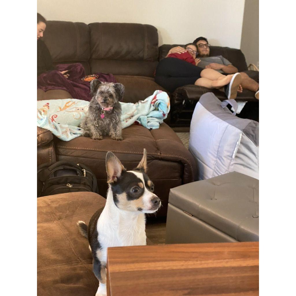 Hannah and Amal cuddling on the couch at the Perez household for Thanksgiving, 2021. Reuben and Pumpkin are featured.