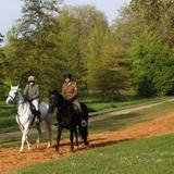 Horse Rides