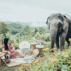 Honeymoon Activity: Private Elephant Jungle Expedition
