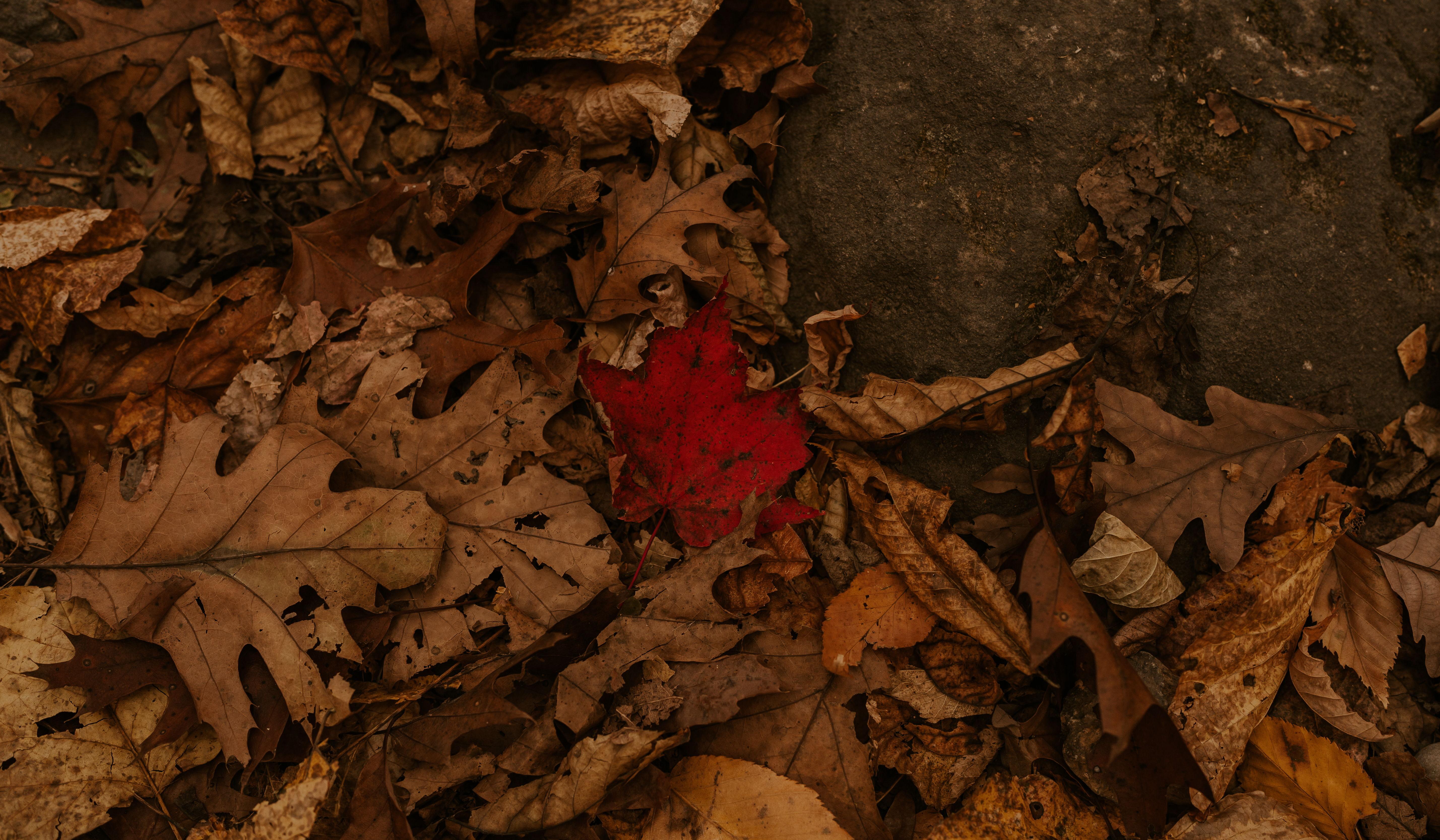 Footer image