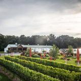 Beneduce Vineyards