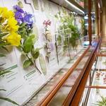 The Harvard Museum of Natural History