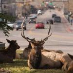 Estes Park