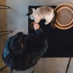 NEKO Cat Cafe Seattle