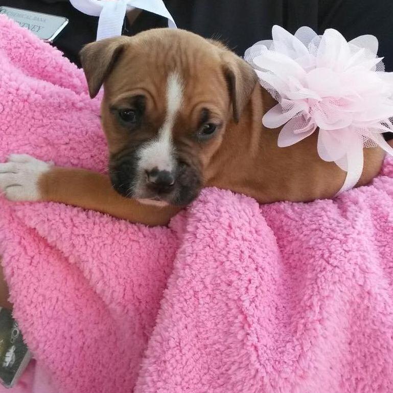 The day we brought Chloe home