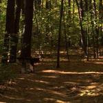 Franklin State Forest
