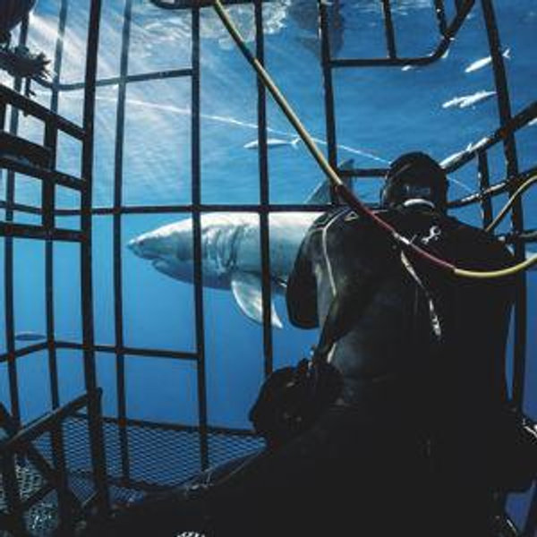 Great White Cage Diving