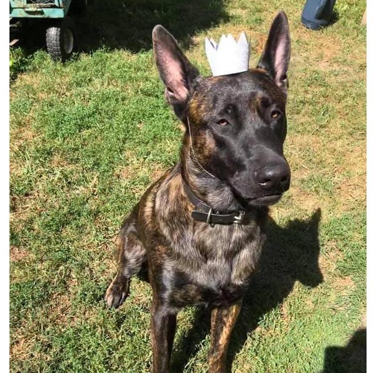 Our wild child, Ringo!