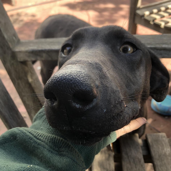 Donation to Animal Rescue