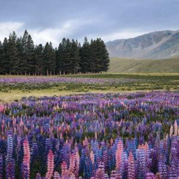 Honeymoon to New Zealand
