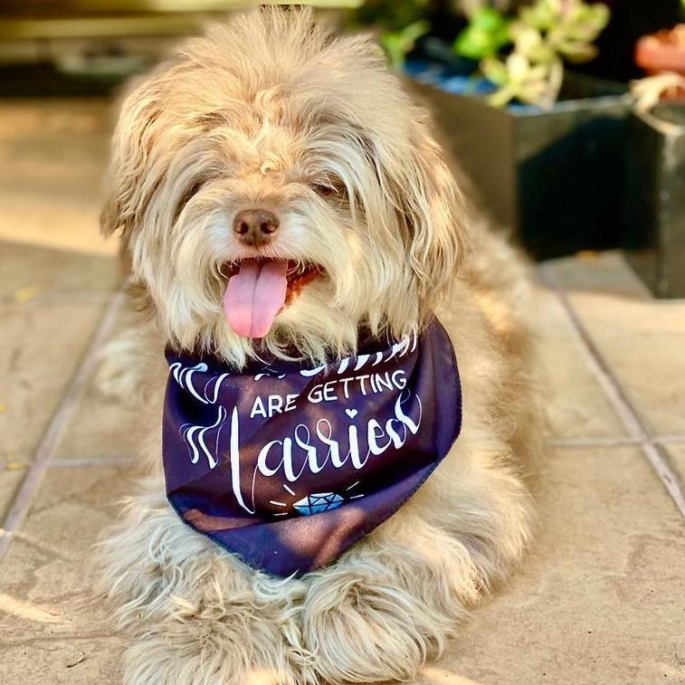 "My humans are getting married!" - Mickey