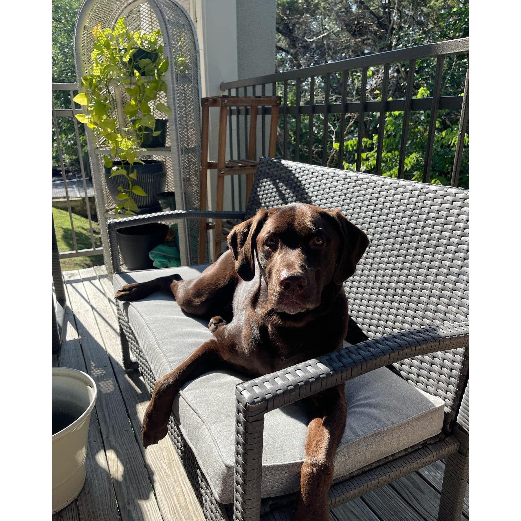 Our beloved pup, Benny!